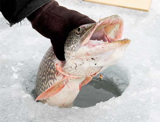 Flathead Lake Fishing Charters